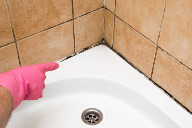 Mold Testing and Removal in Dickson, TN